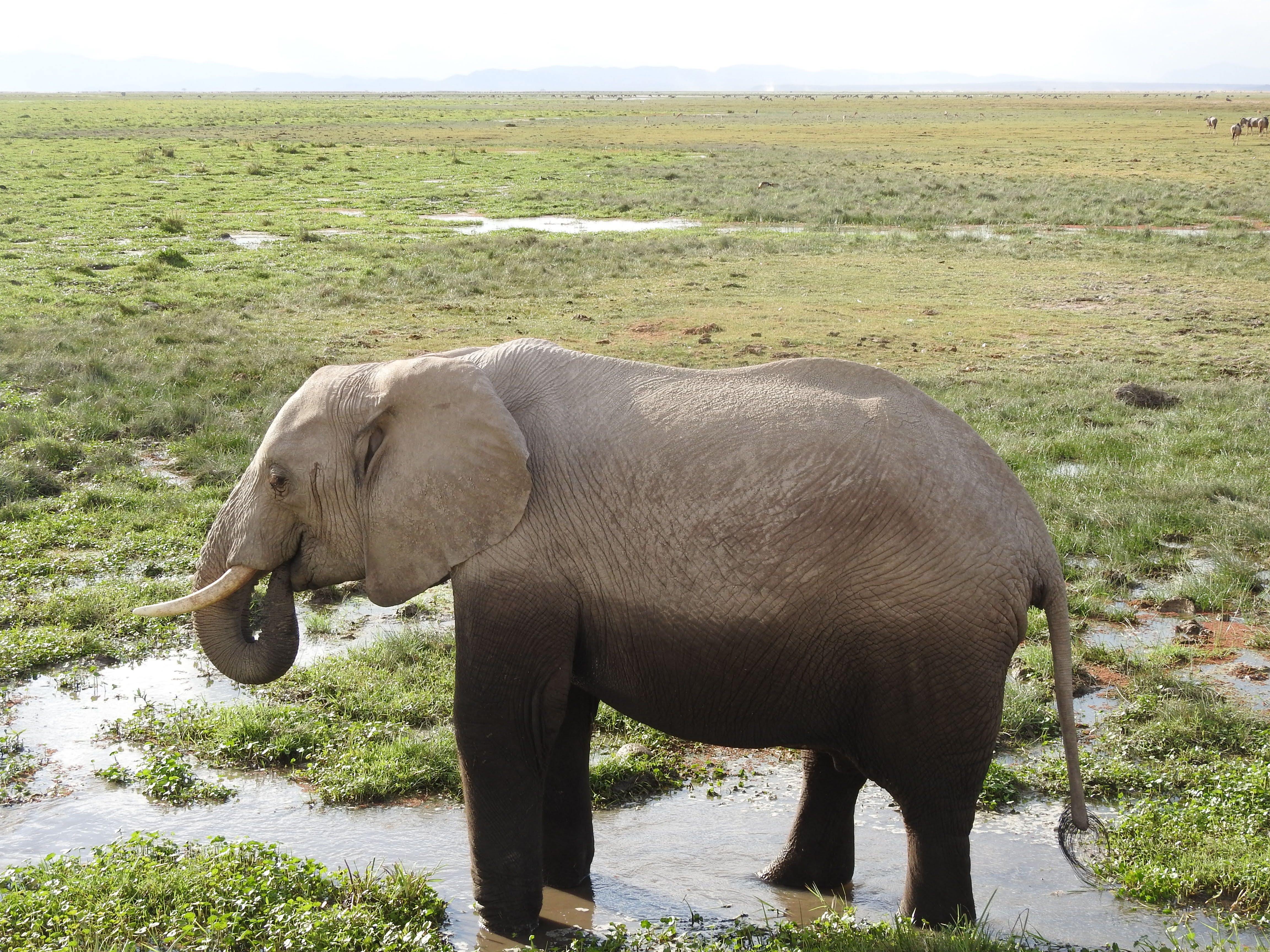 Amboseli