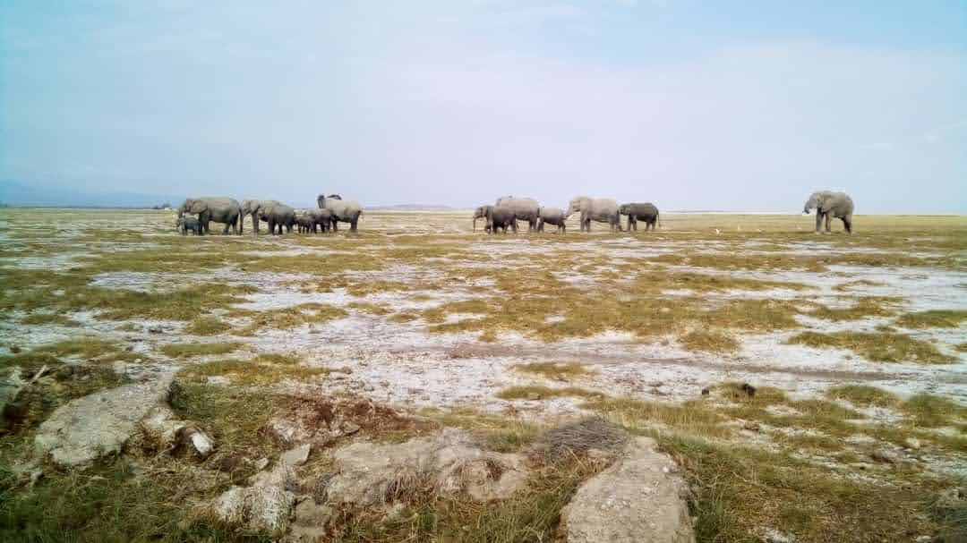 Wildlife
