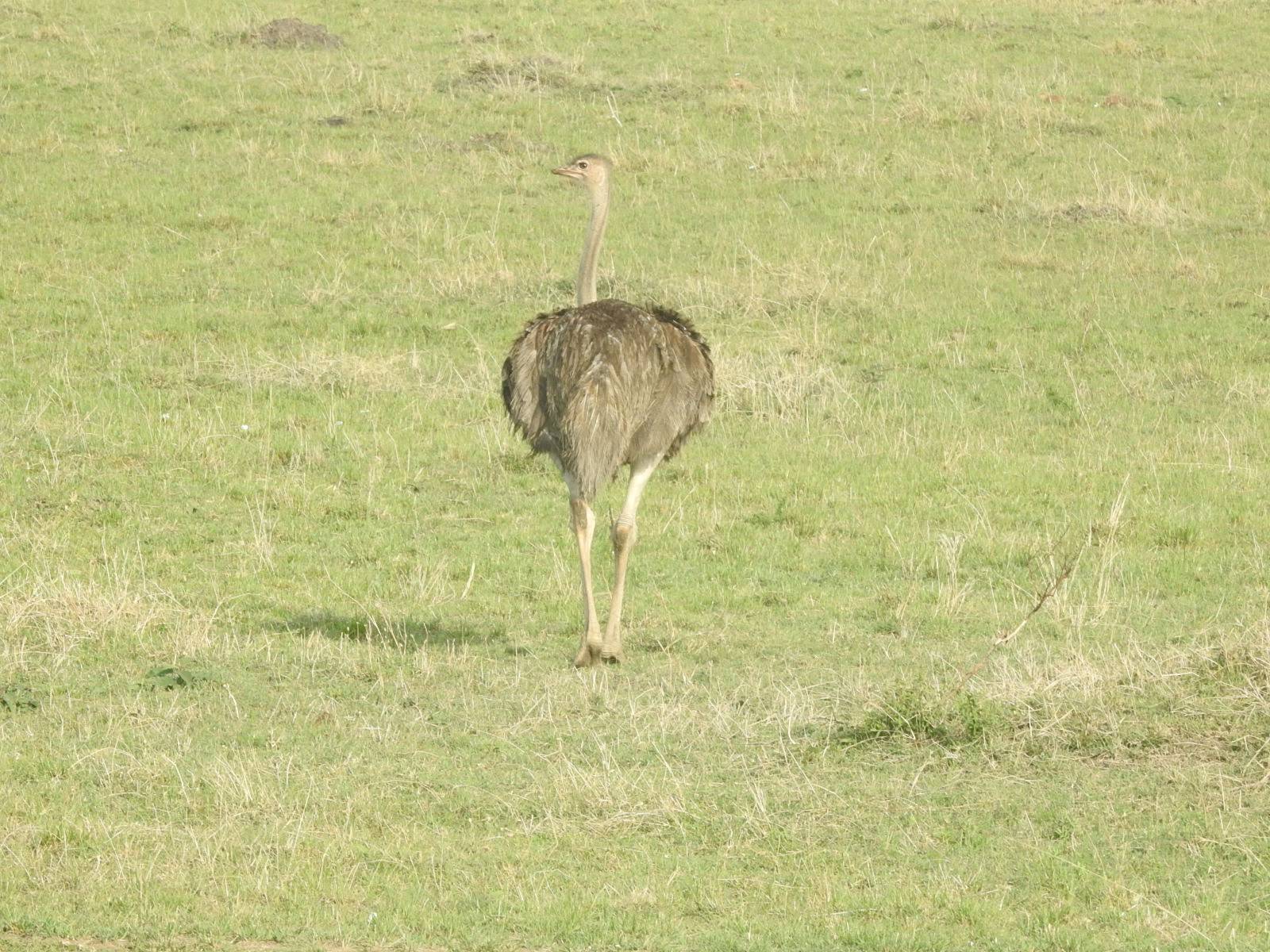Wildlife Image 1