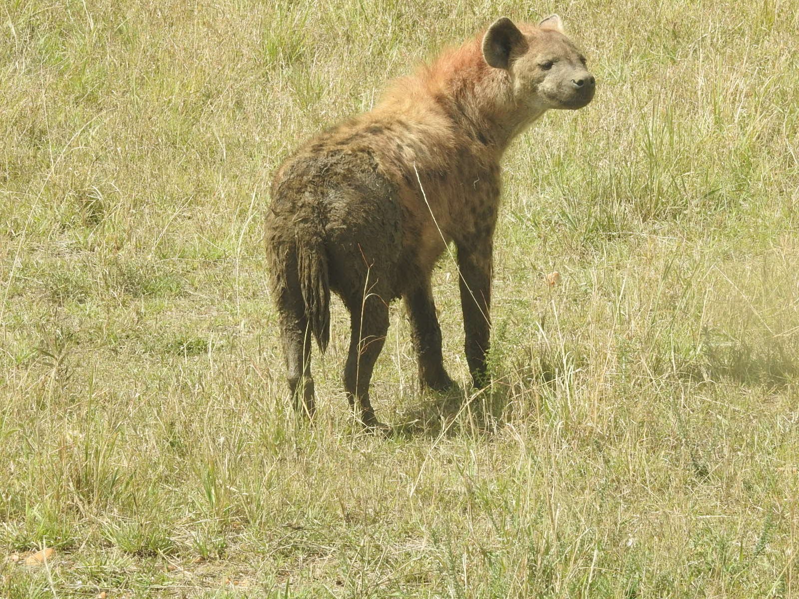 Wildlife Image 2