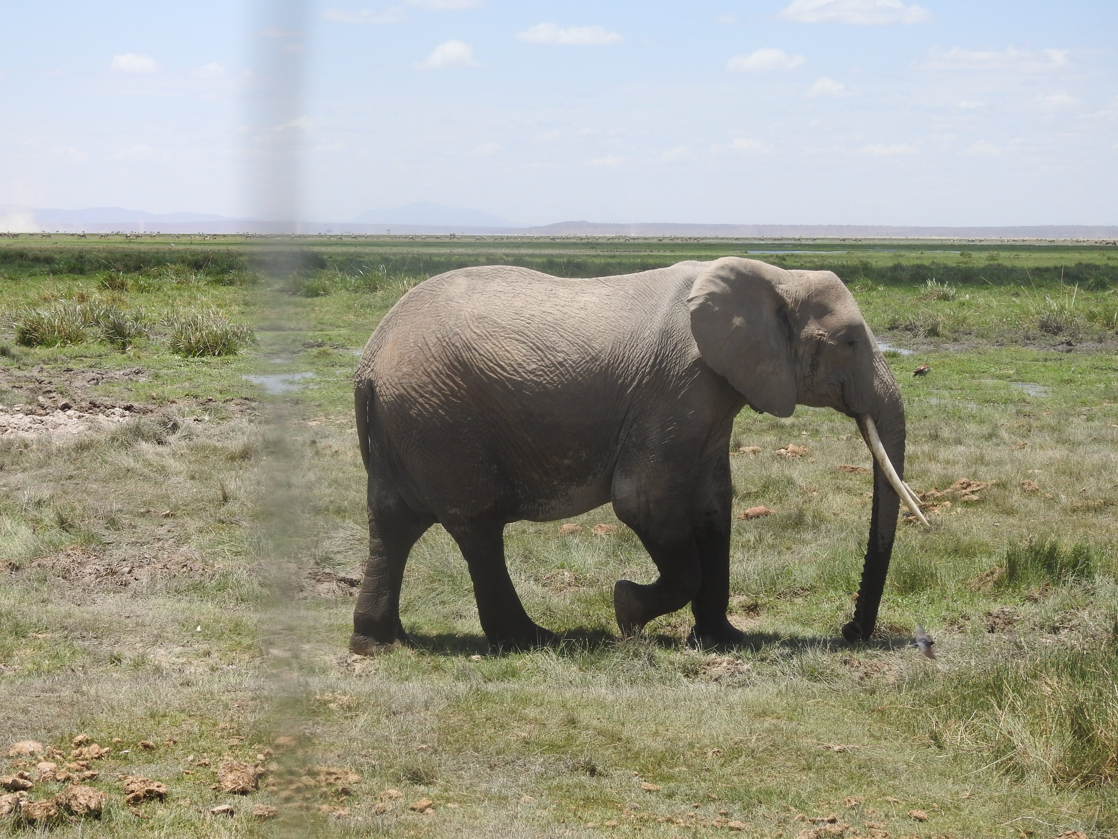 Wildlife Image 6