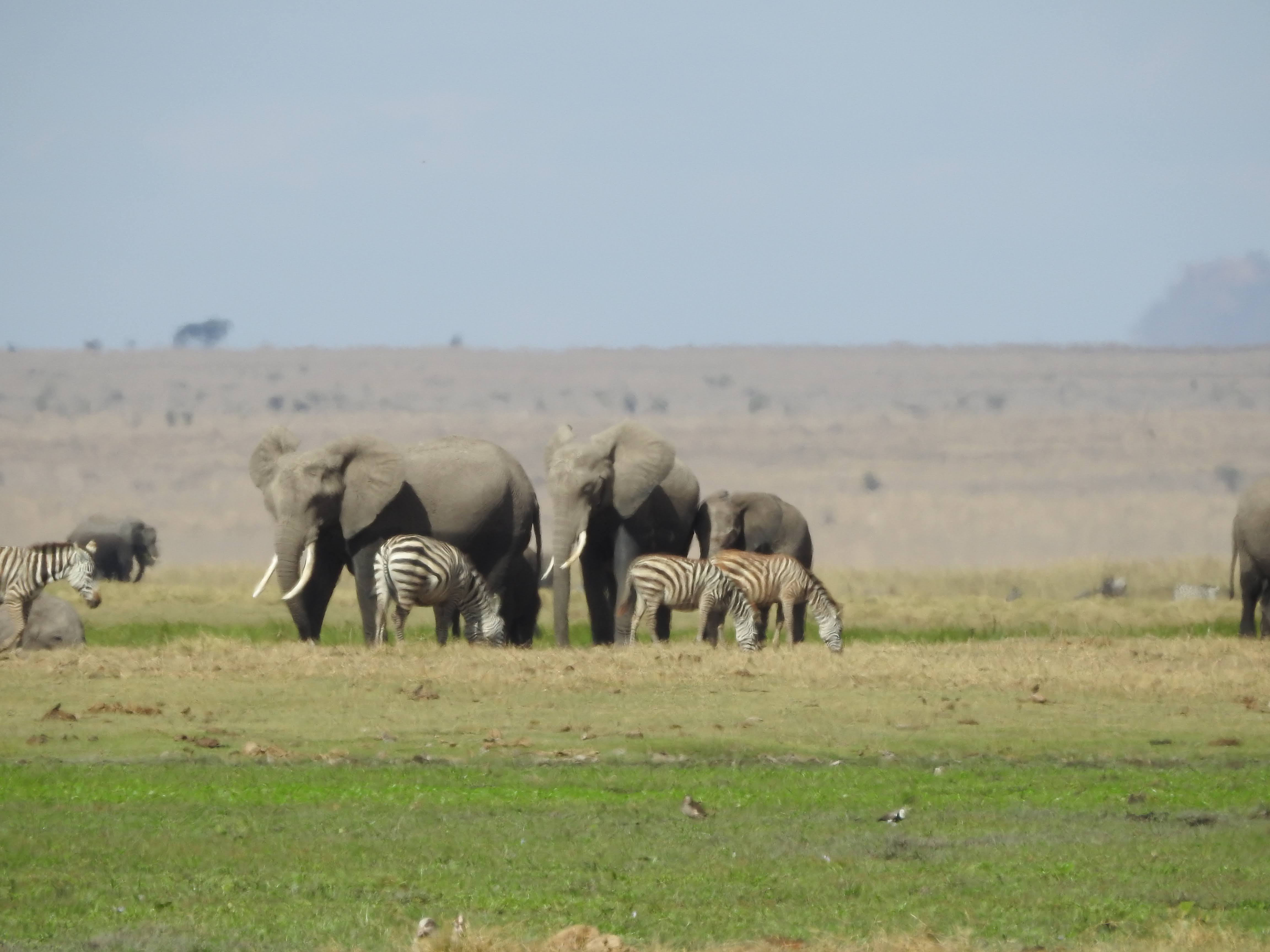 Wildlife Image 7