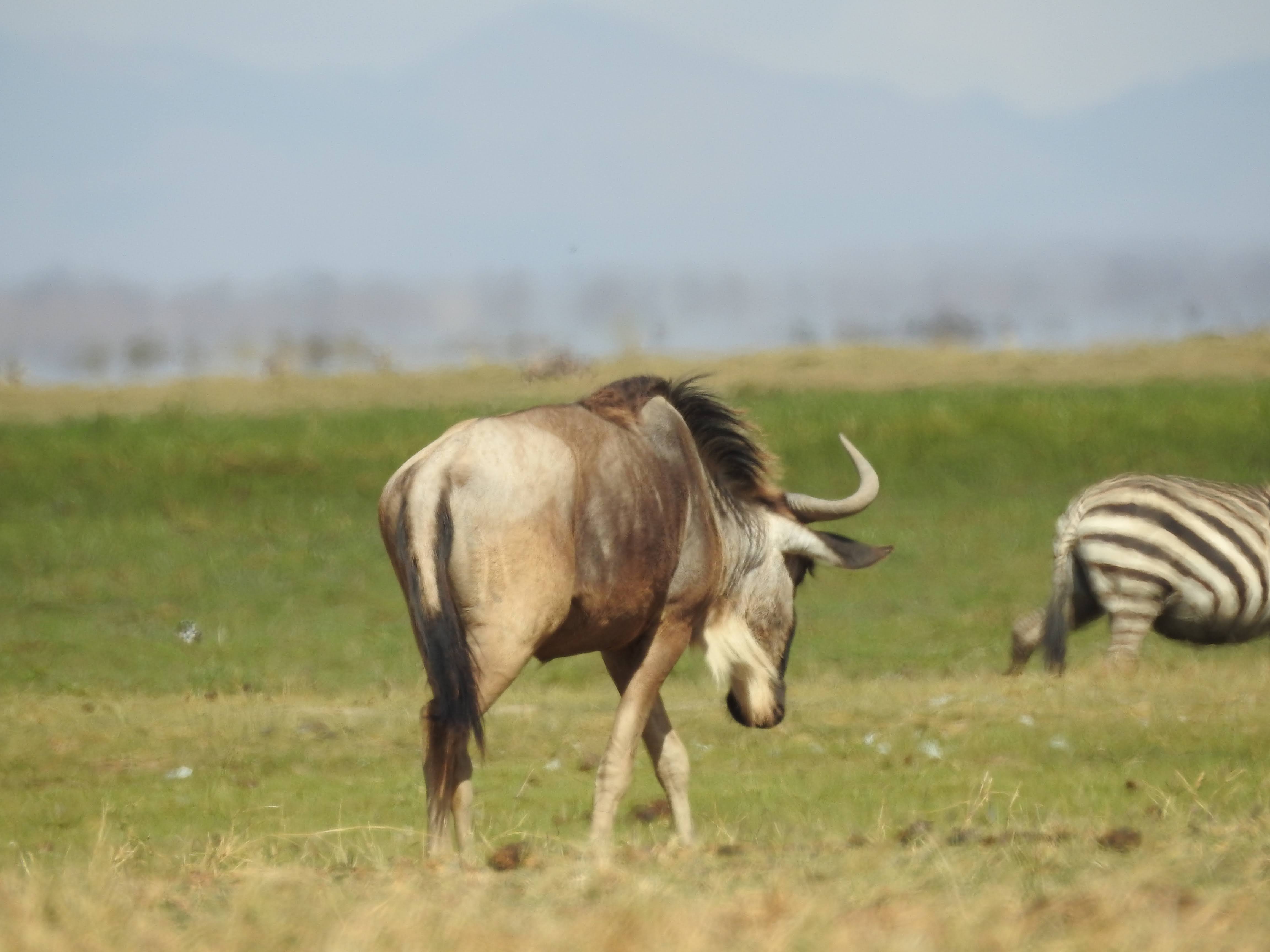 Wildlife Image 8