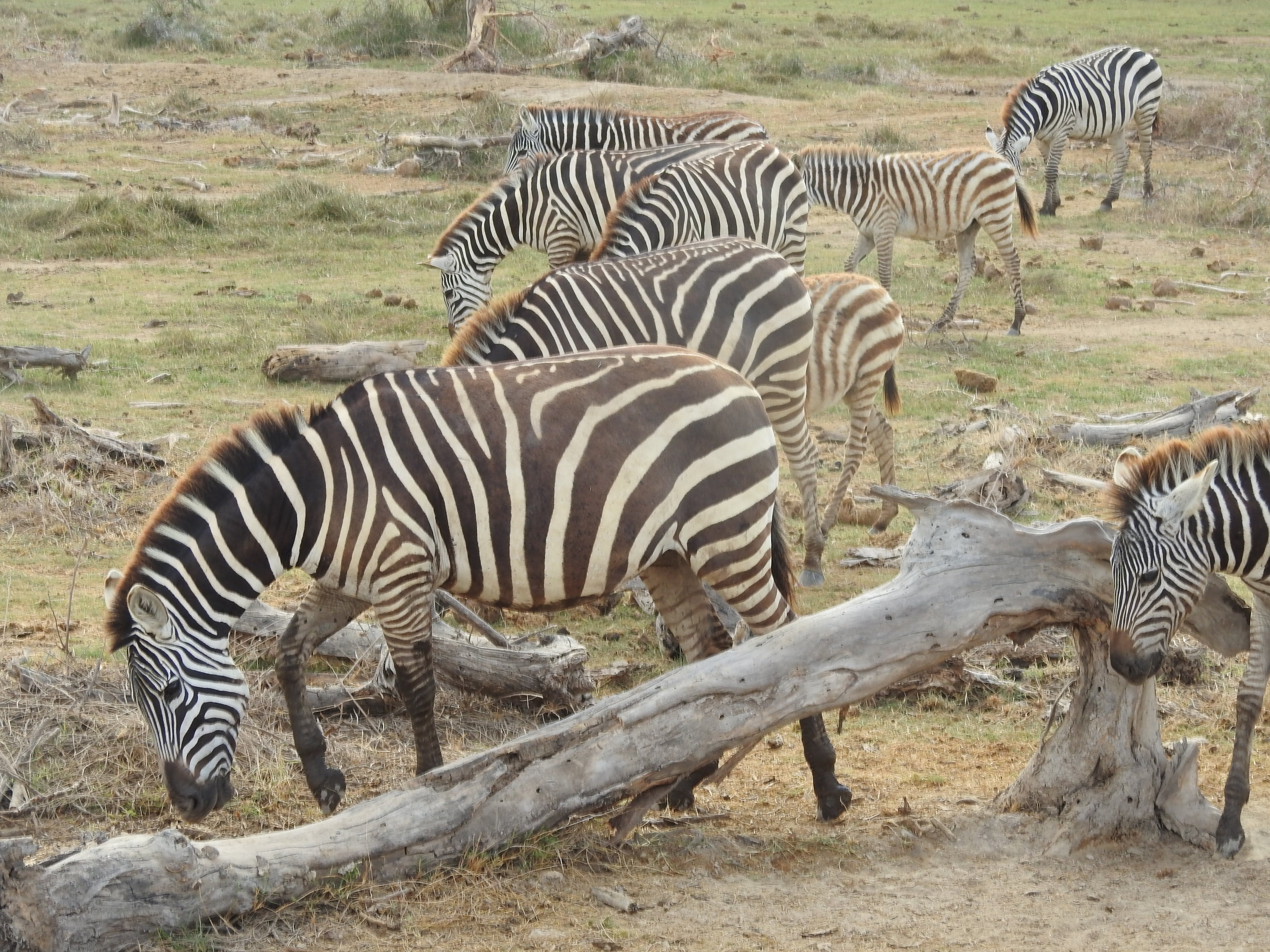 Wildlife