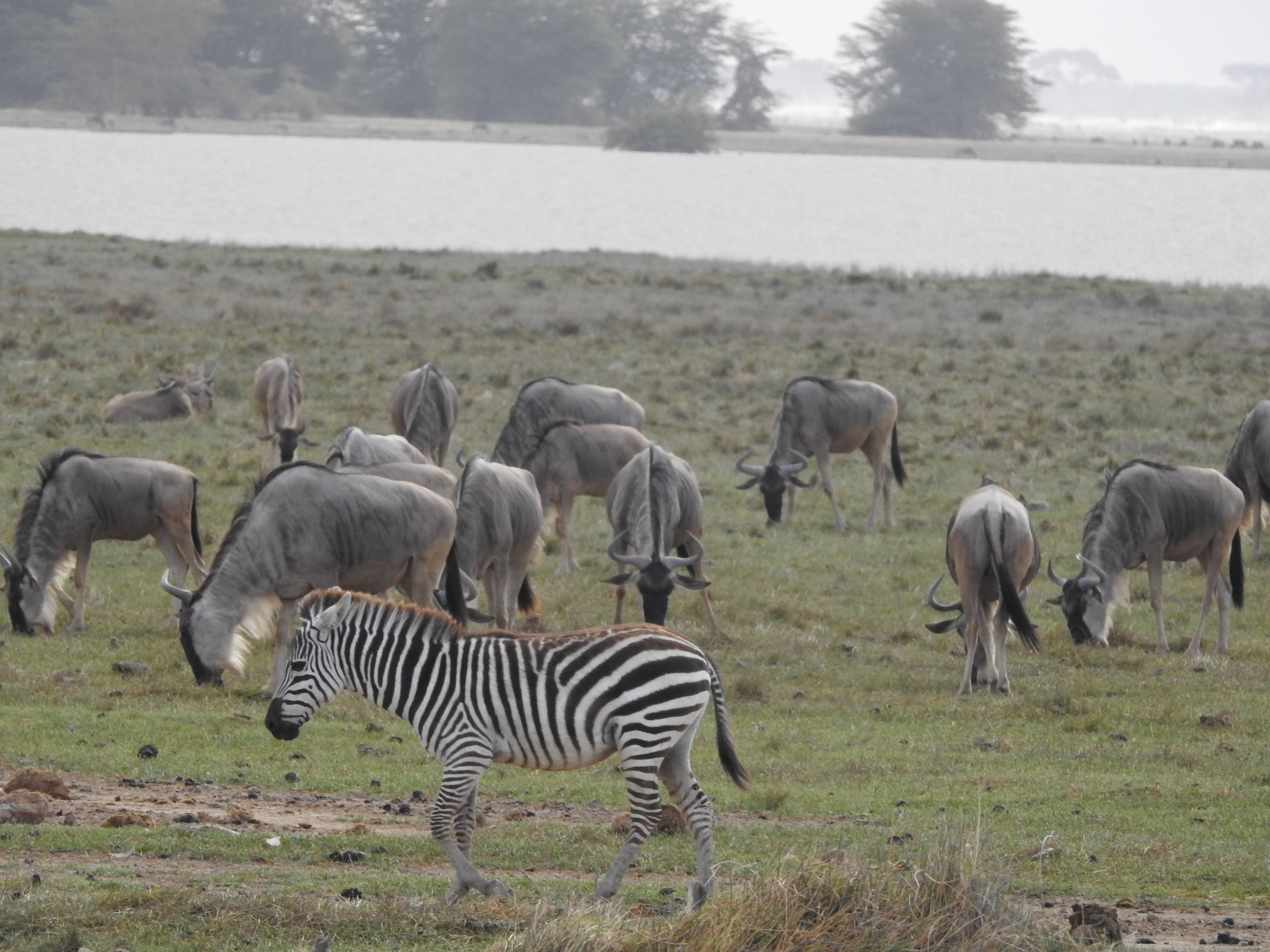 Wildlife