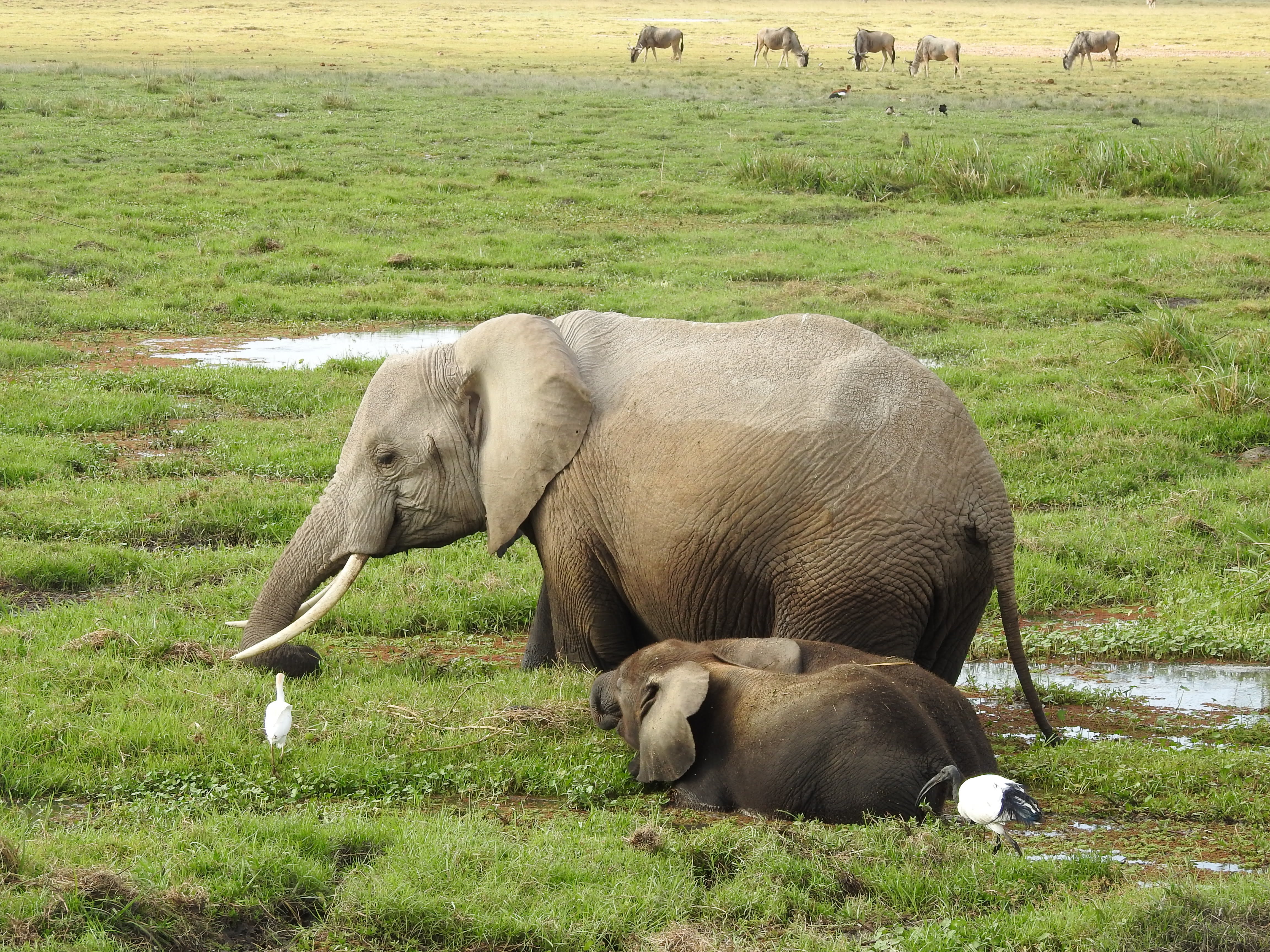 Wildlife