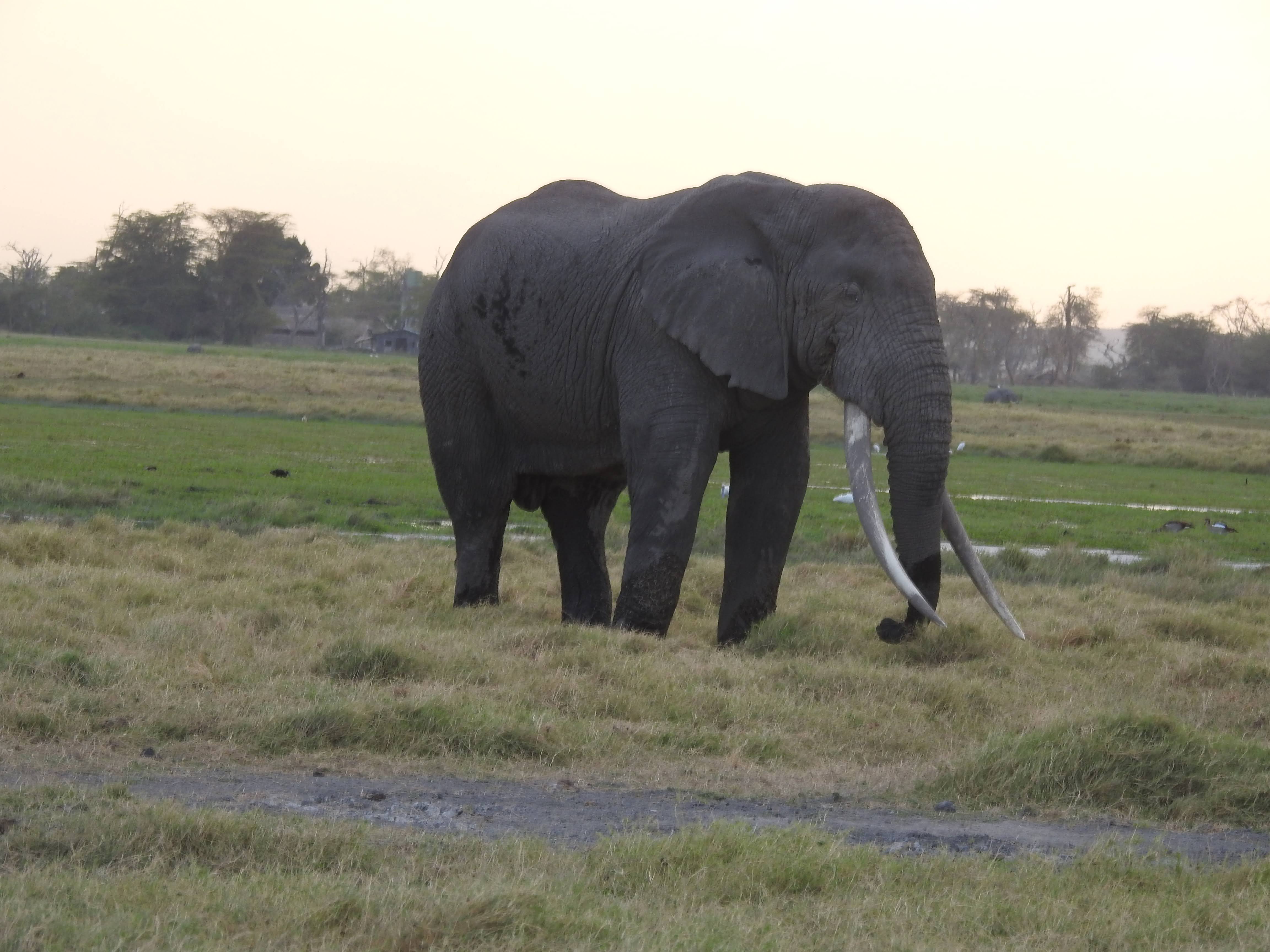 Wildlife
