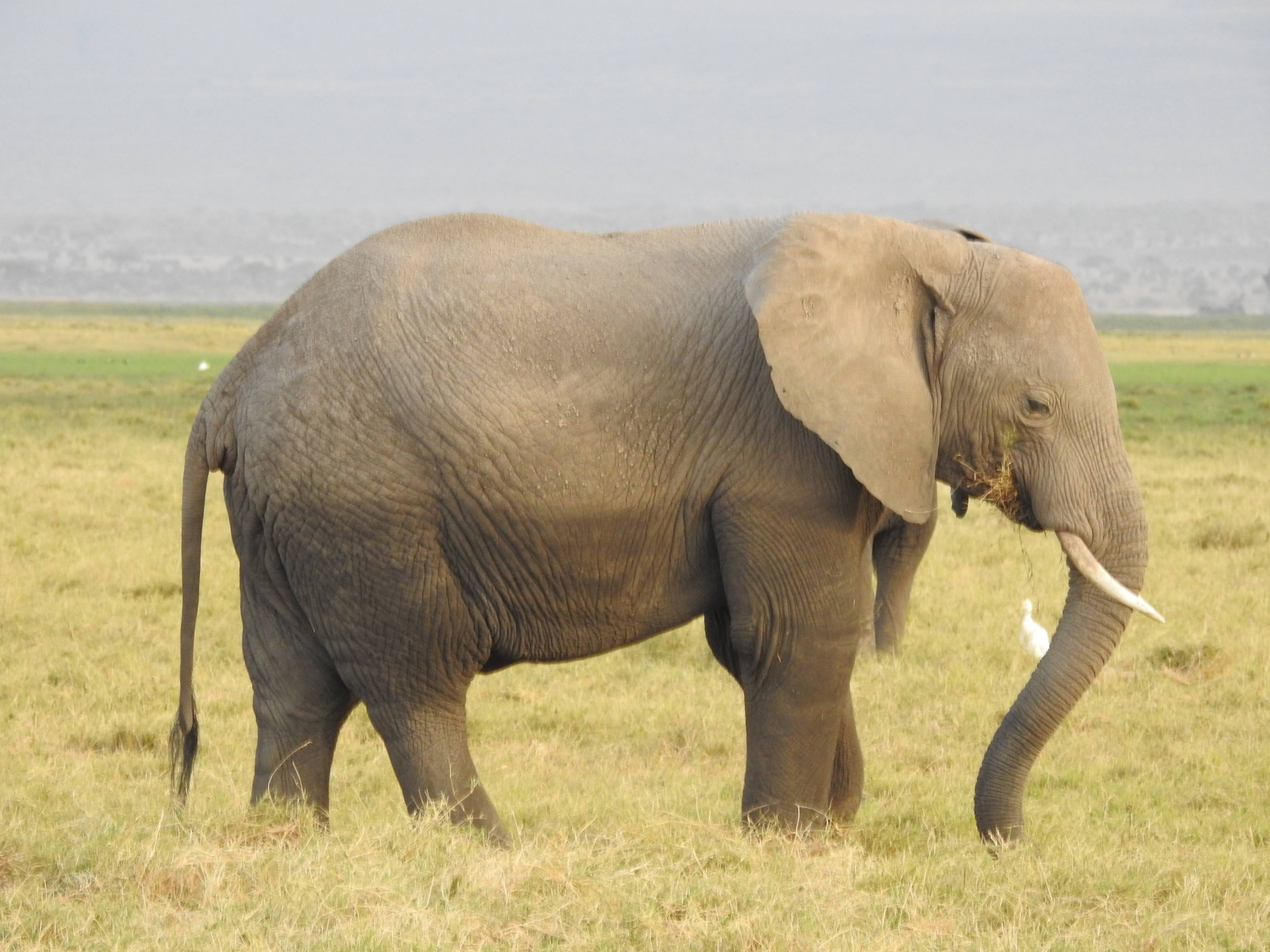 Wildlife