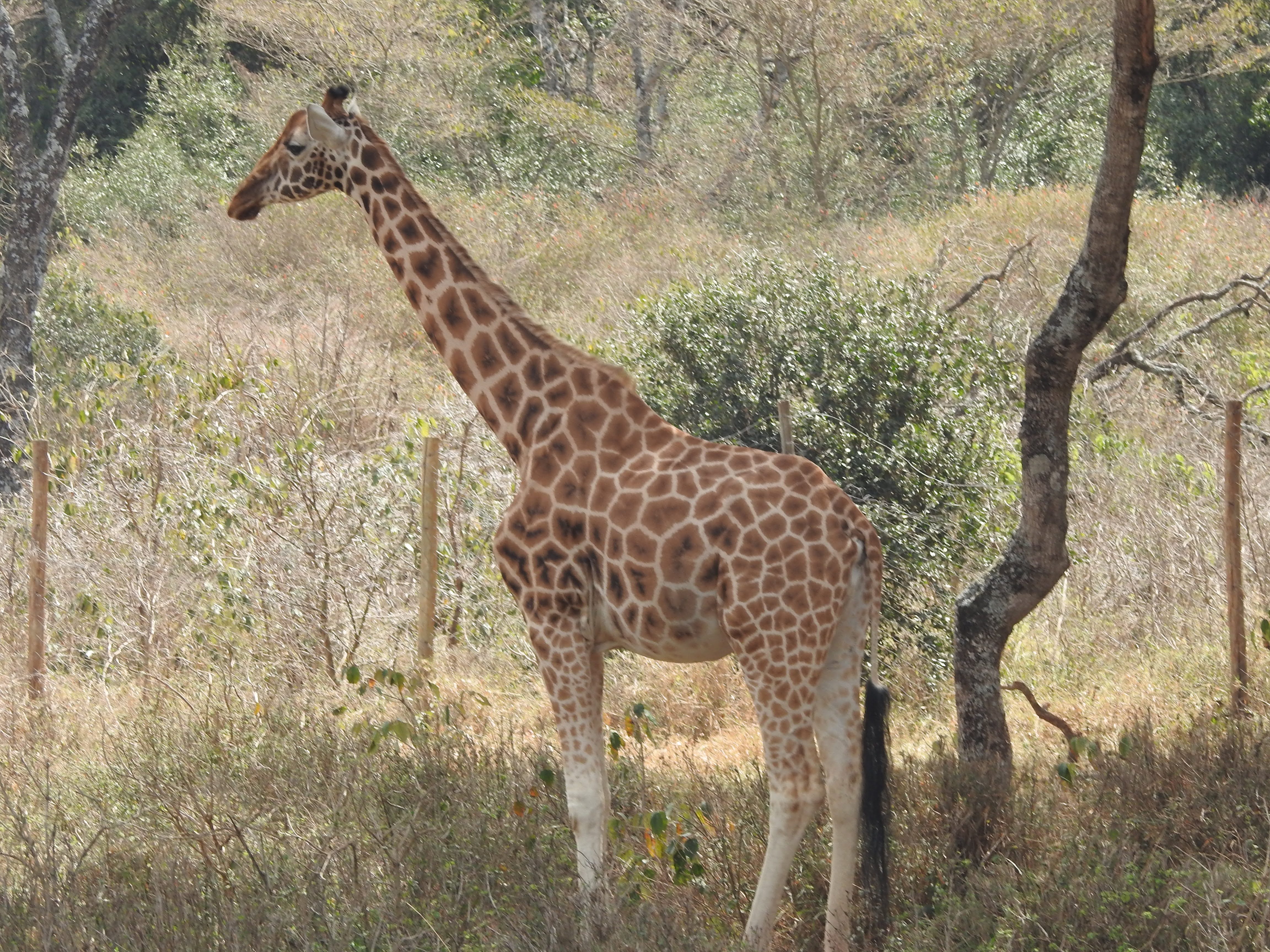 Wildlife