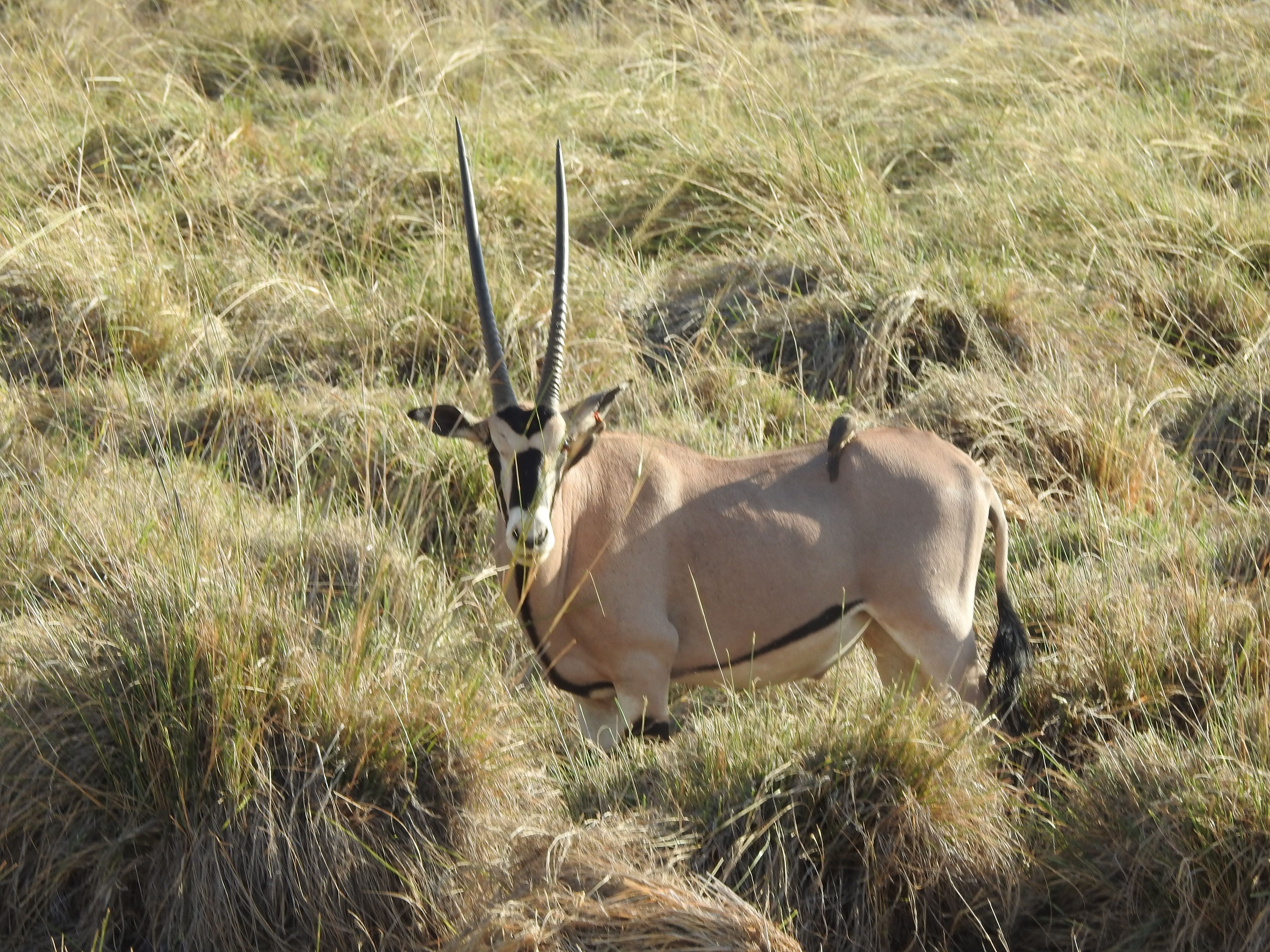 Wildlife