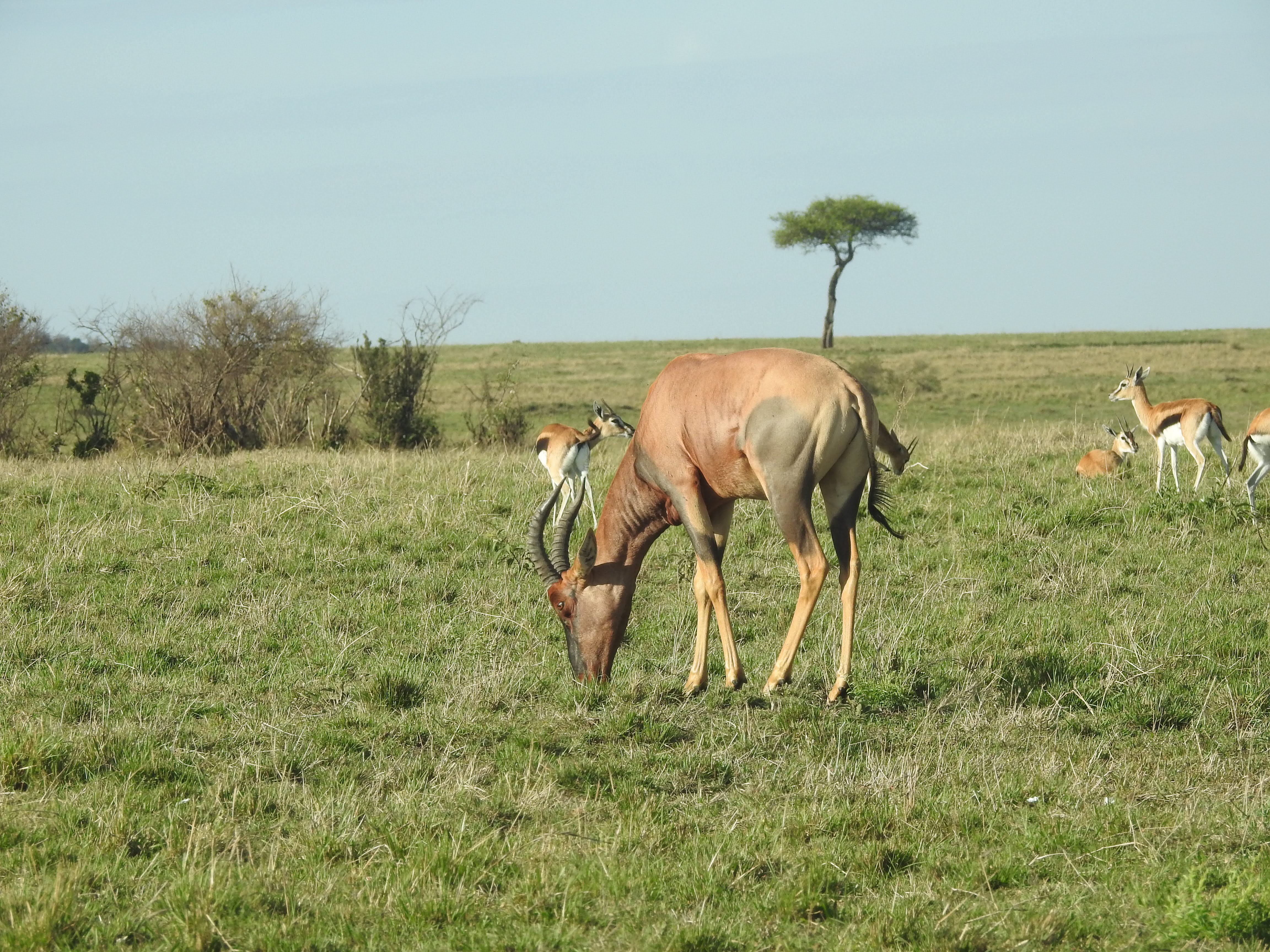 Wildlife