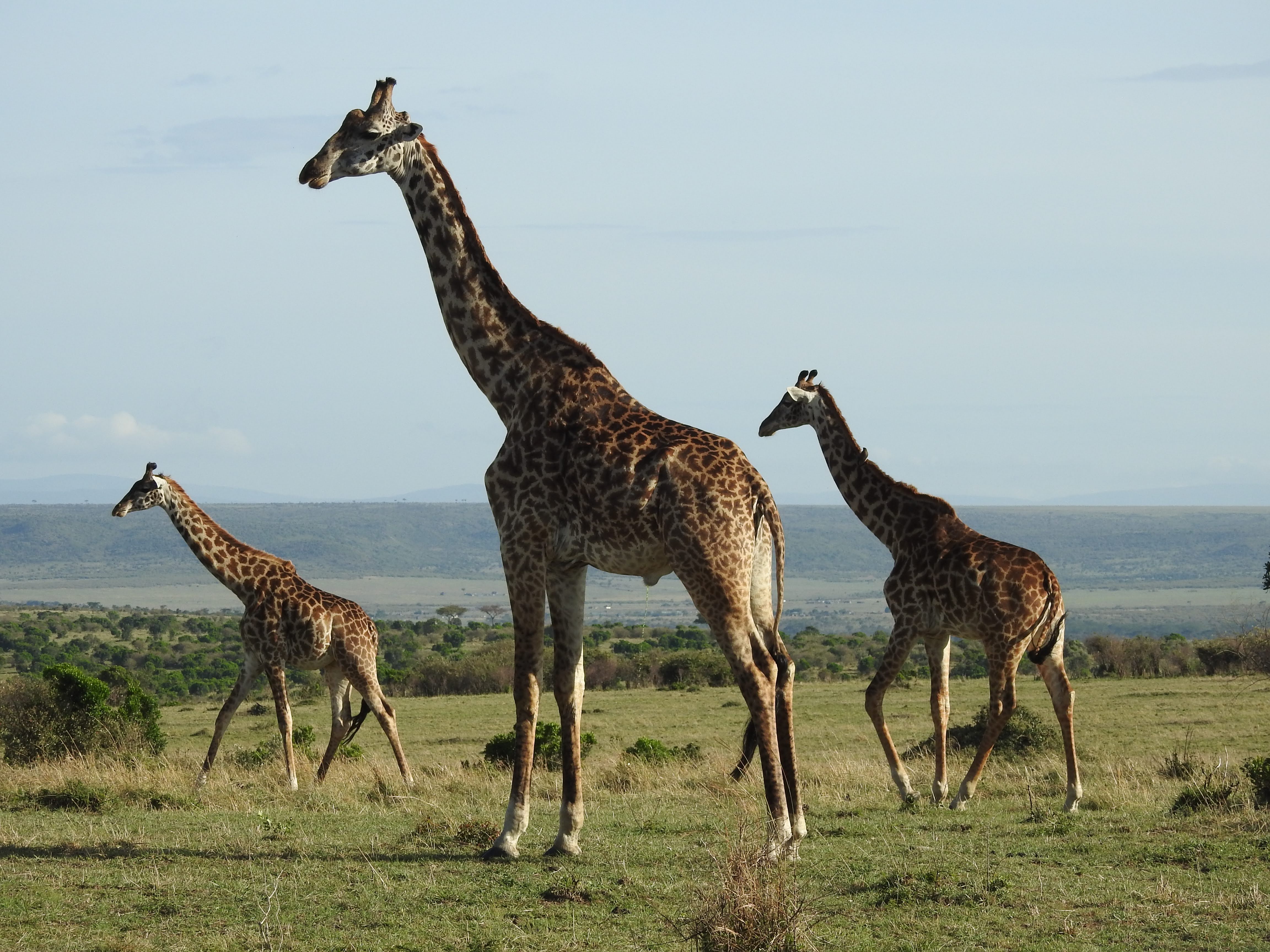 Wildlife