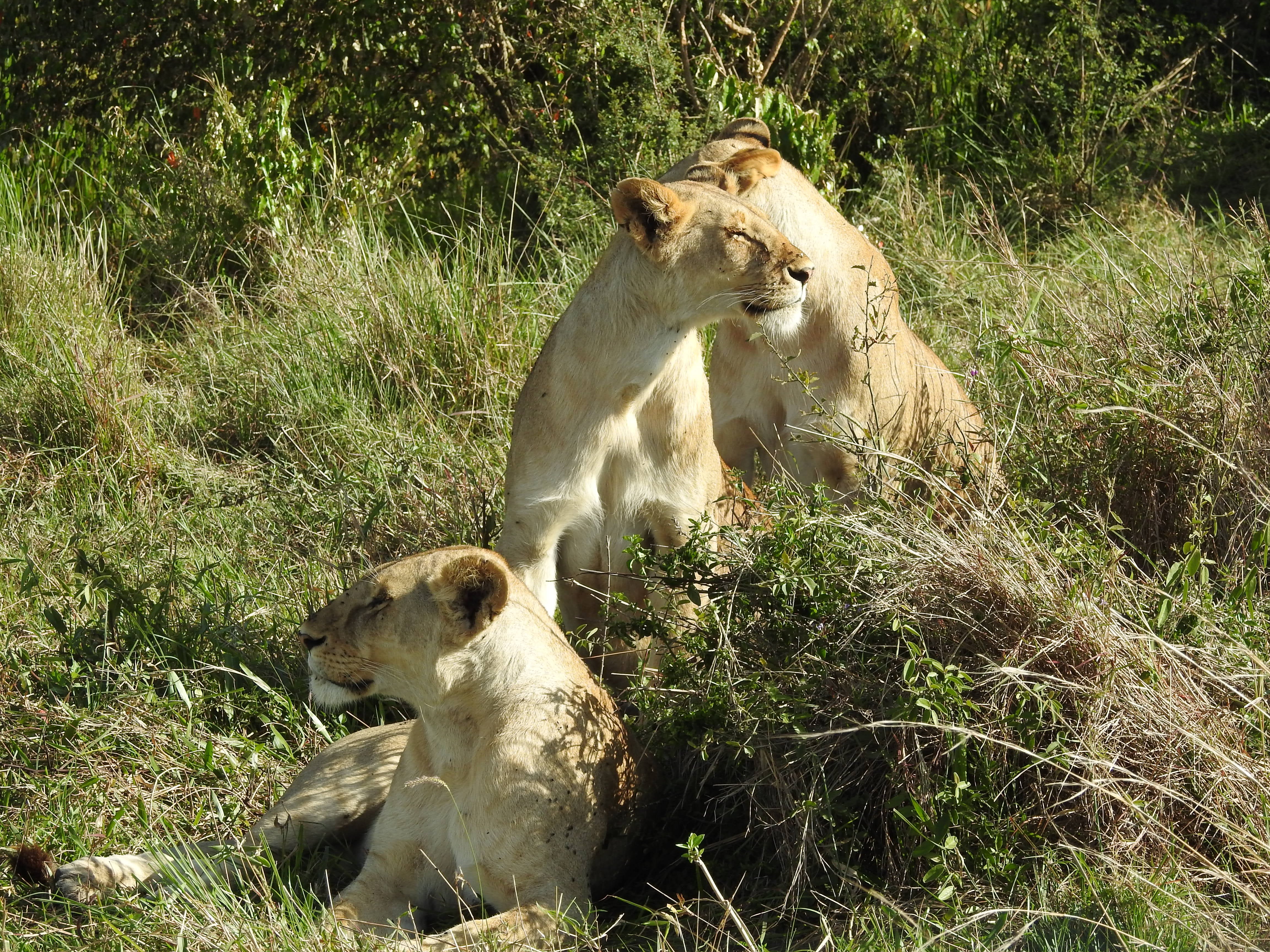 Wildlife