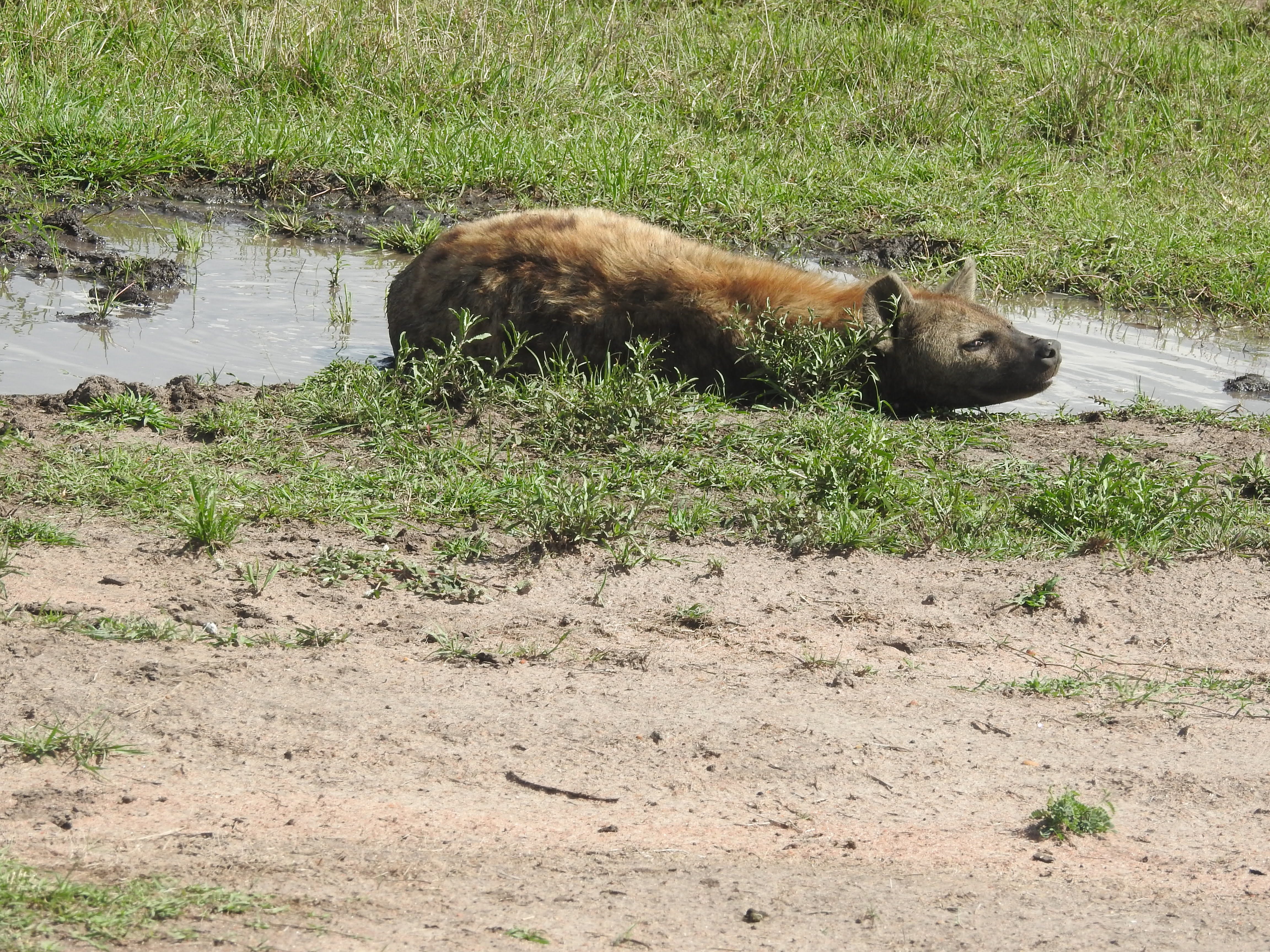 Wildlife