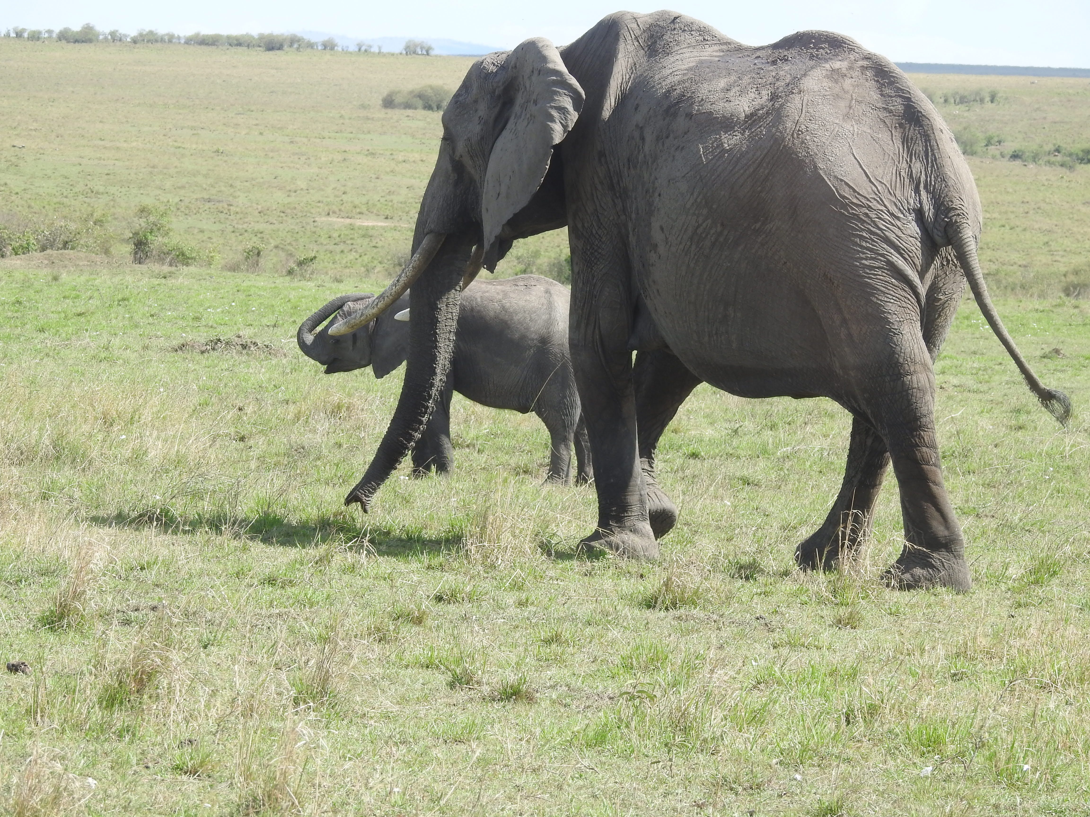 Wildlife
