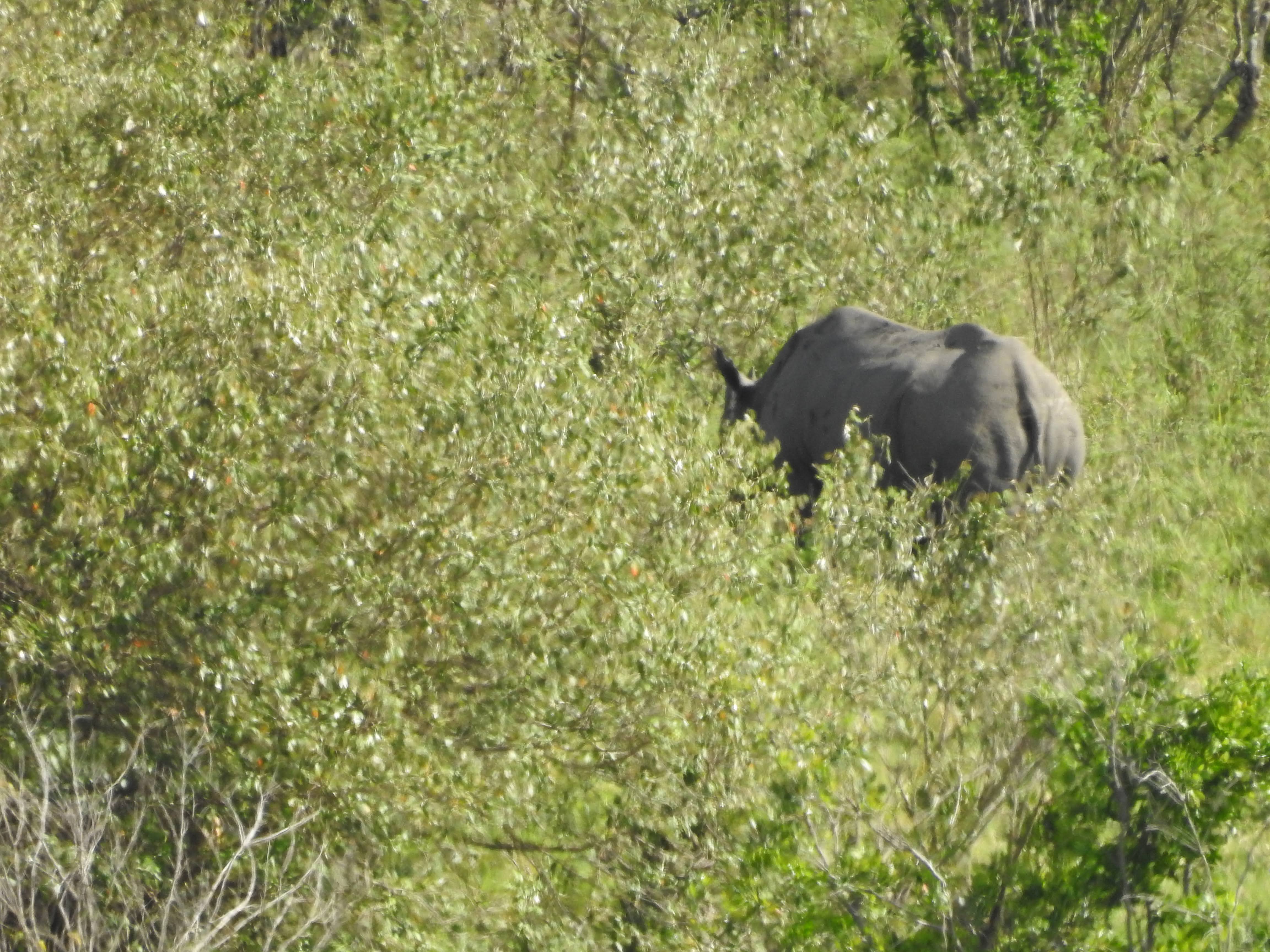 Wildlife